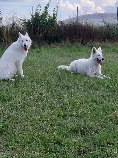 Club d éducation Canine Riorgeois "pat'agyl" à Riorges